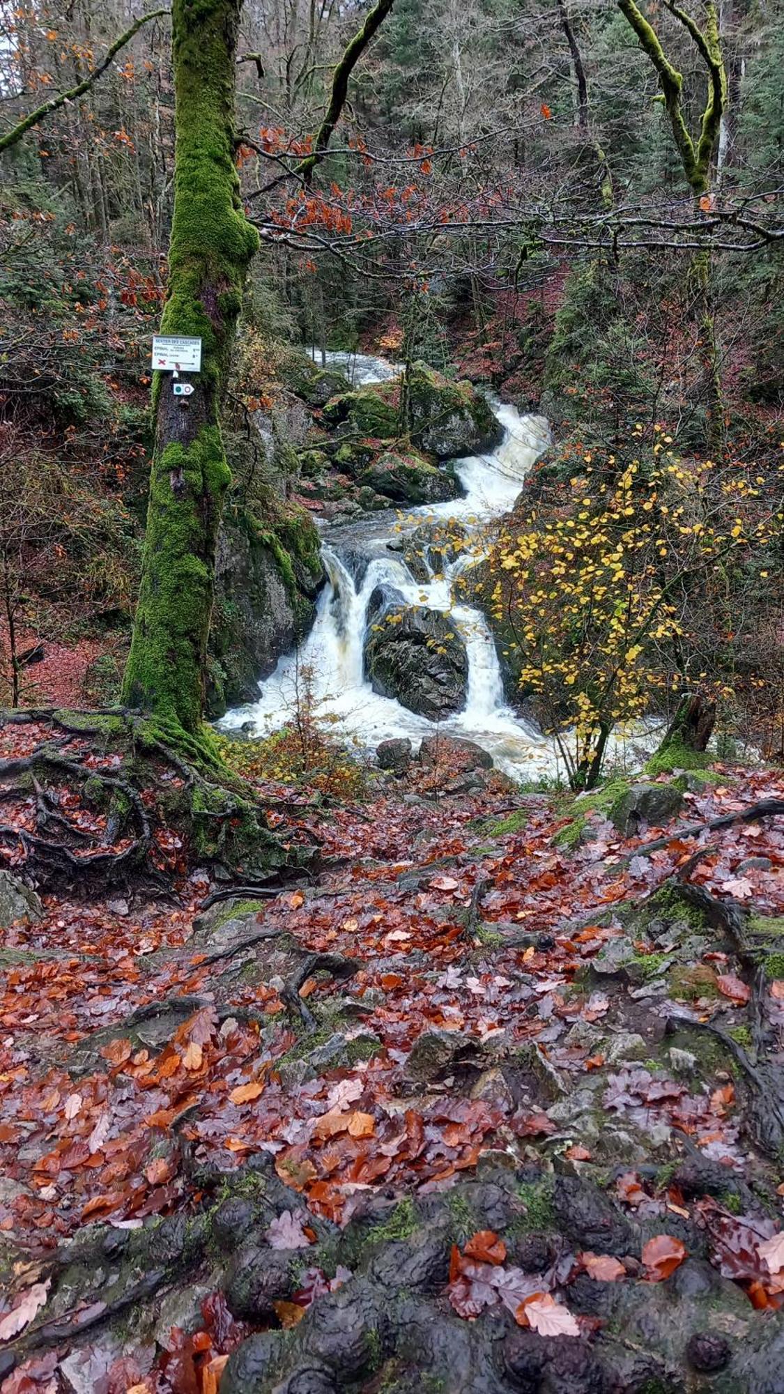 Chez Gigi Et Malou - Gite Brimbelle Champ-le-Duc Kültér fotó
